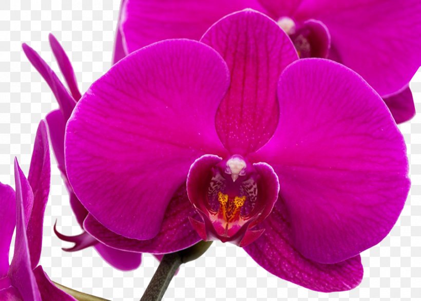 Moth Orchids Purple Google Images, PNG, 900x644px, Moth Orchids, Cattleya, Cattleya Orchids, Flower, Flowering Plant Download Free