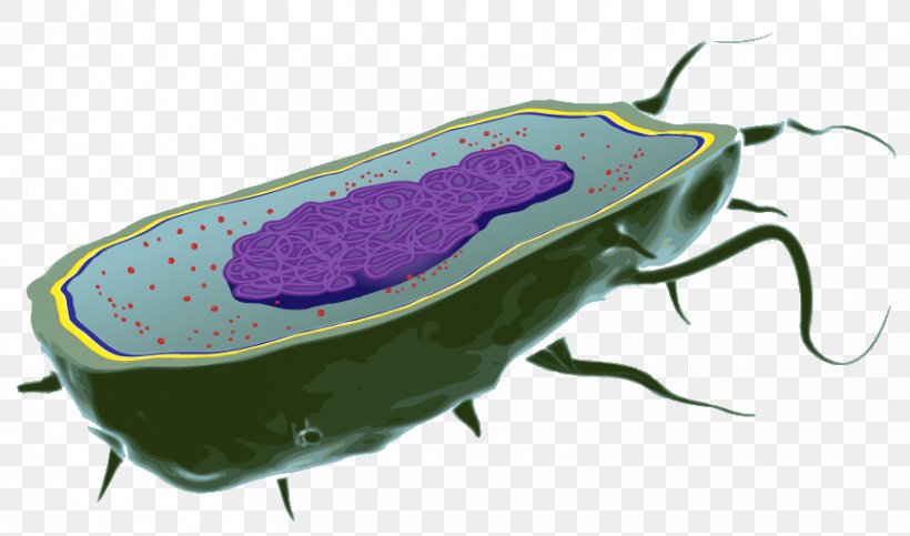 Bacterial Cell Structure Biology Organism, PNG, 862x508px, Bacterial Cell Structure, Bacteria, Bacterial Capsule, Biology, Cell Download Free