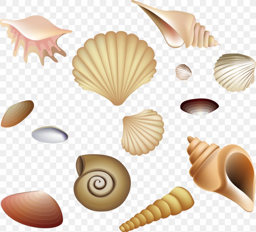 Beach, PNG, 2221x2011px, Beach, Caracol, Caracola, Conchology, Designer Download Free