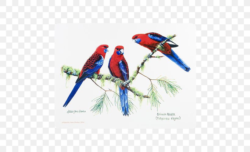 Bird Fauna Of Australia Crimson Rosella Loriini, PNG, 500x500px, Bird, Animal, Australia, Beak, Bird Supply Download Free