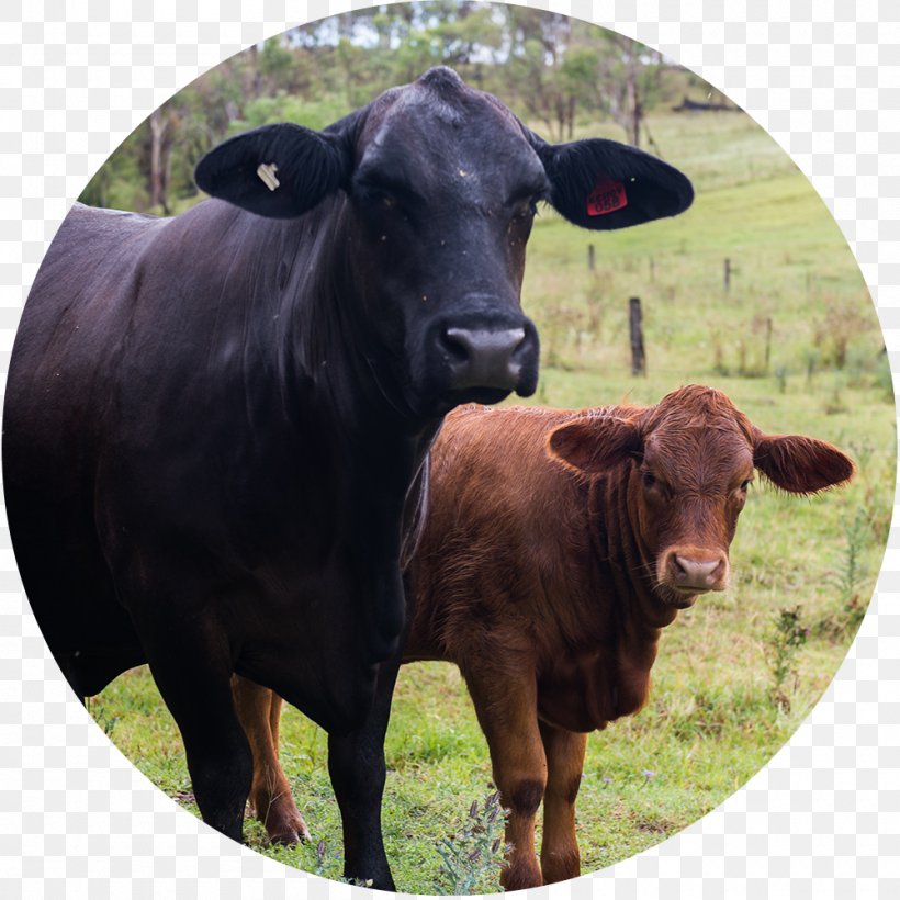 Calf Dairy Cattle Ox Bull, PNG, 1000x1000px, Calf, Animal, Bull, Cattle, Cattle Like Mammal Download Free