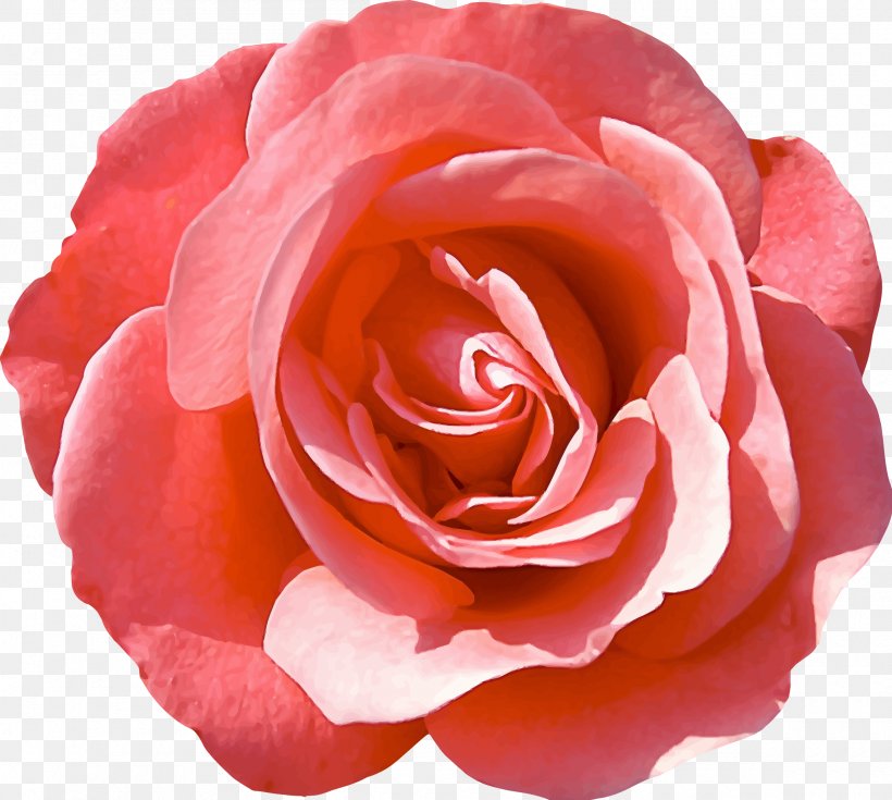 Garden Roses Flower Delbard Kutno Rose Festival, PNG, 2400x2152px, Rose, Blume, Camellia, China Rose, Close Up Download Free