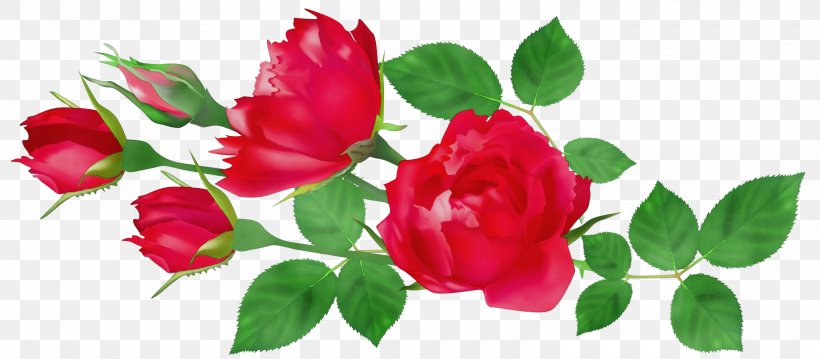 Garden Roses, PNG, 3000x1317px, Watercolor, Floribunda, Flower, Flowering Plant, Garden Roses Download Free