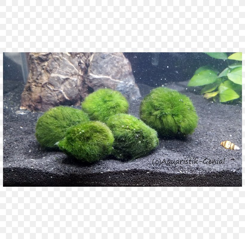Marimo Aquarium Green Algae Aquatic Plants, PNG, 800x800px, Marimo, Algae, Aquarium, Aquarium Decor, Aquatic Plant Download Free