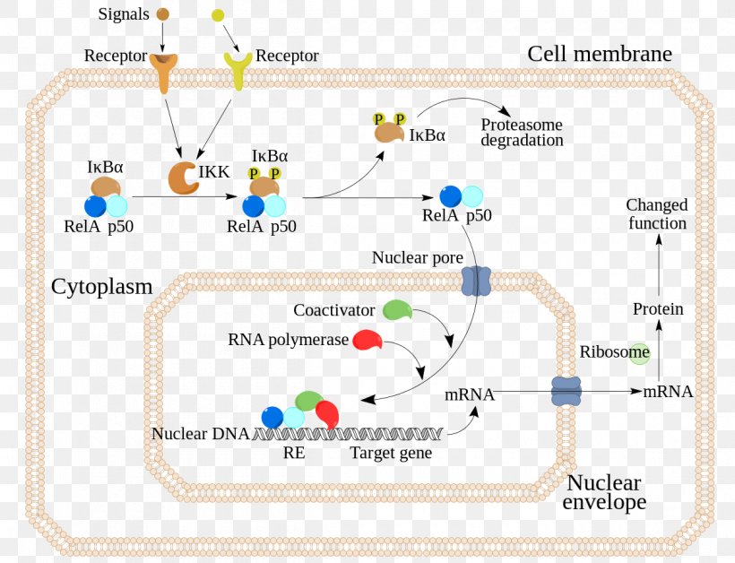 NF-κB Transcription Factor Protein Complex Inflammation, PNG, 1200x920px, Transcription Factor, Area, B Cell, Cell, Diagram Download Free