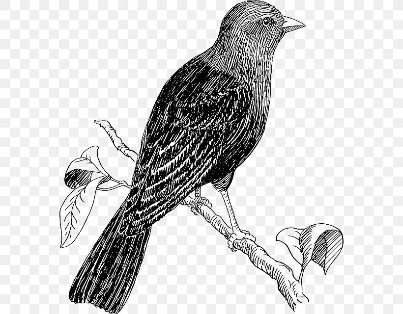 Bird Drawing Line Art Clip Art, PNG, 578x640px, Bird, American Crow, Beak, Bird Of Prey, Black And White Download Free