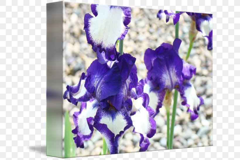 Irises Gallery Wrap Troutman Art Canvas, PNG, 650x547px, Irises, Art, Canvas, Fine Art, Flower Download Free