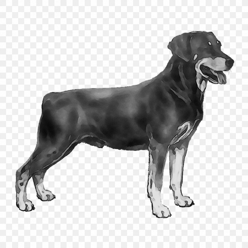 Labrador Retriever Smaland Hound Rottweiler Dog Breed Cane Corso, PNG, 990x990px, Labrador Retriever, Ancient Dog Breeds, Black, Cane Corso, Canidae Download Free