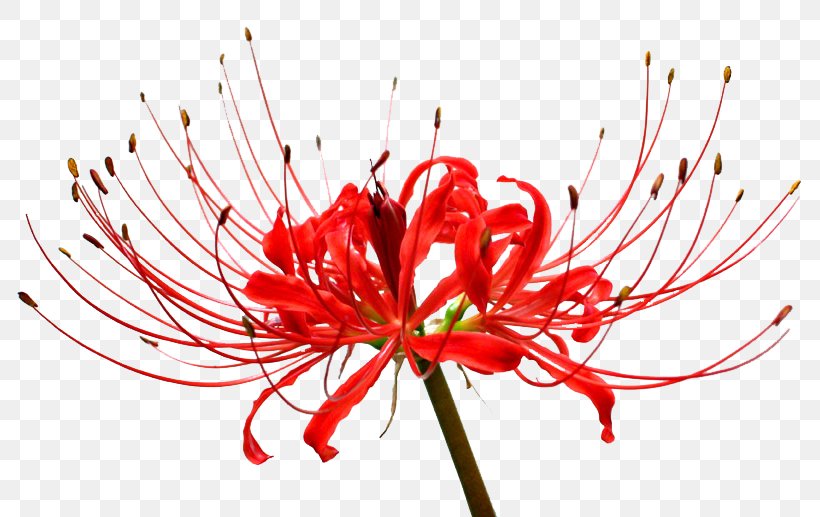 Red Spider Lily Surprise Lily Bulb Lilium Kinchakuda, PNG, 800x517px, Red Spider Lily, Autumn, Blossom, Bulb, Chrysanths Download Free