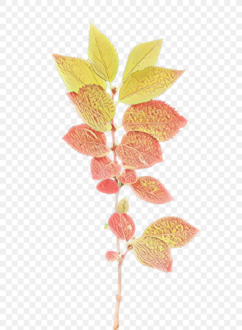 Twig Plant Stem Leaf Plants, PNG, 611x1114px, Twig, Anthurium, Botany, Branch, Flower Download Free