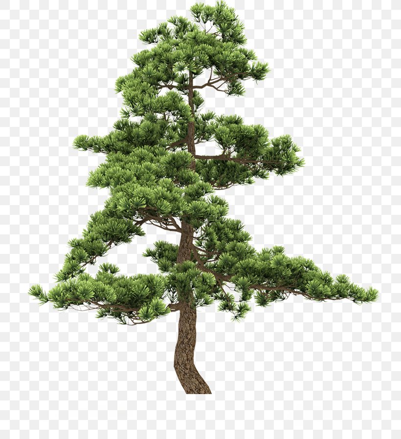 Fir Pine Tree, PNG, 782x899px, Fir, Bonsai, Branch, Conifer, Evergreen Download Free
