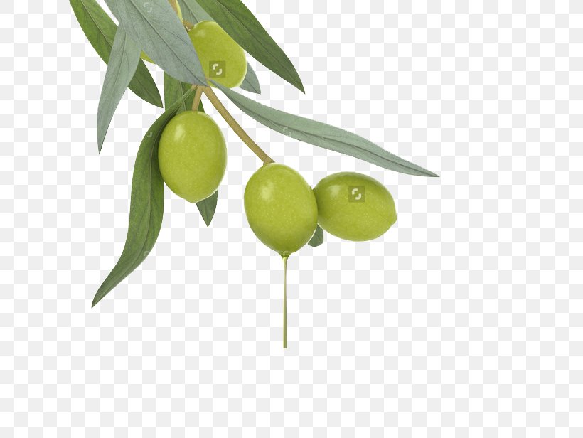 Lotion Cosmetics Olive Oil Skin Care, PNG, 658x616px, Lotion, Antiaging Cream, Branch, Cosmetics, Cream Download Free