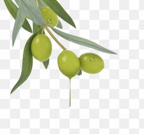 Olives - Lotion Cosmetics Olive Oil Skin Care PNG