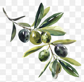 Olive - Watercolor Olive Branch Illustration PNG