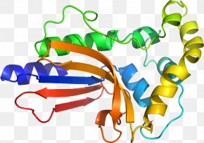 Line - Organism Line Clip Art PNG
