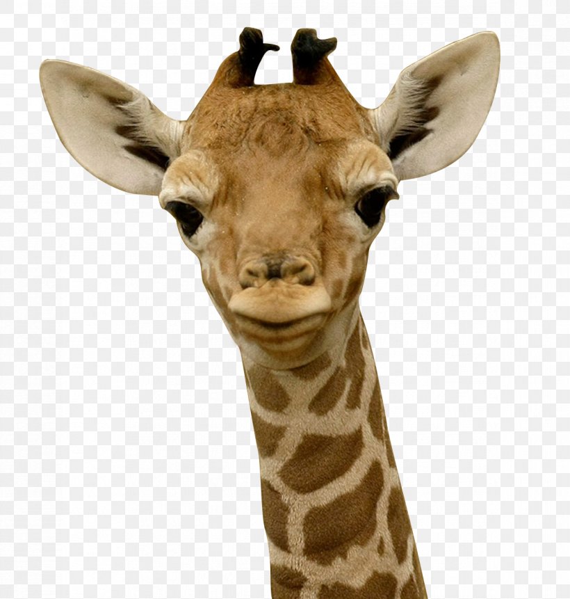 Baby Giraffes Infant Child Sleep, PNG, 1172x1232px, Giraffe, Animal, Baby Giraffes, Birth, Child Download Free