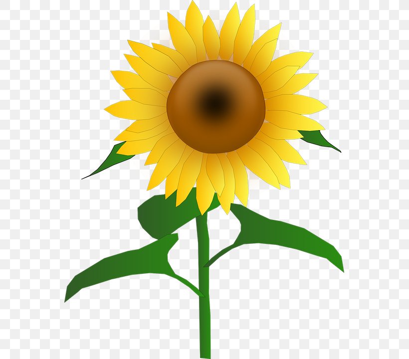 Common Sunflower Clip Art, PNG, 561x720px, Common Sunflower, Daisy Family, Document, Flower, Flowering Plant Download Free