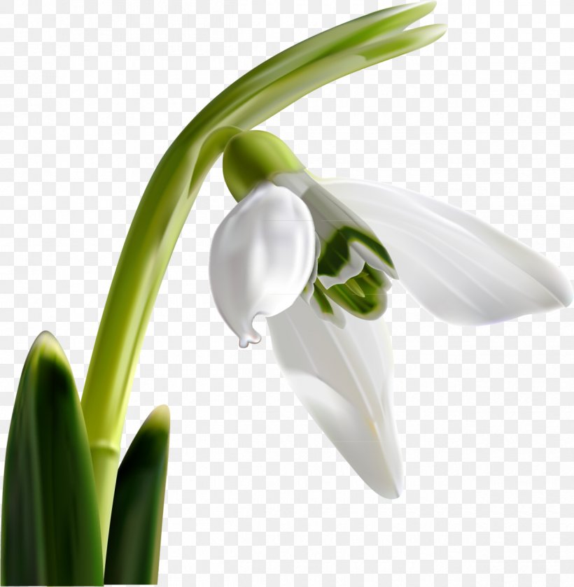 Snowdrop Flowering Plant Bulgarian, PNG, 1250x1280px, Snowdrop, Amaryllis, Amaryllis Family, Bulgarian, Cave Download Free