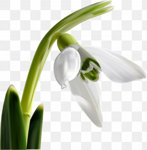 Pistachios - Snowdrop Flowering Plant Bulgarian PNG