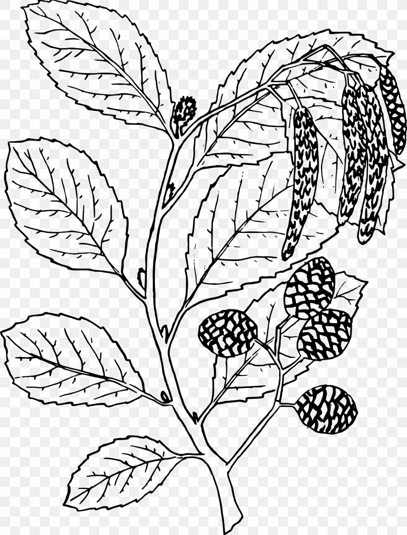 Alder Alnus Oblongifolia Ausmalbild Tree, PNG, 1827x2400px, Alder, Area, Art, Ausmalbild, Black And White Download Free