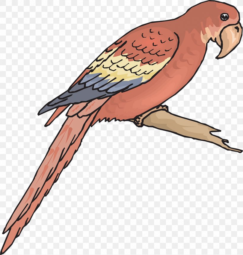 Companion Parrot Bird Macaw Clip Art, PNG, 1218x1280px, Parrot, Beak, Bird, Bird Flight, Bird Of Prey Download Free