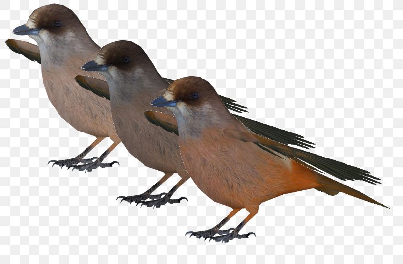 Finch Sparrow Beak Feather Wildlife, PNG, 812x538px, Finch, Beak, Bird, Fauna, Feather Download Free