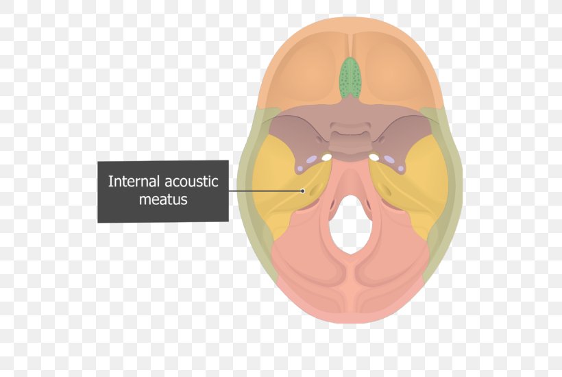 internal-auditory-meatus-petrous-part-of-the-temporal-bone-squamous