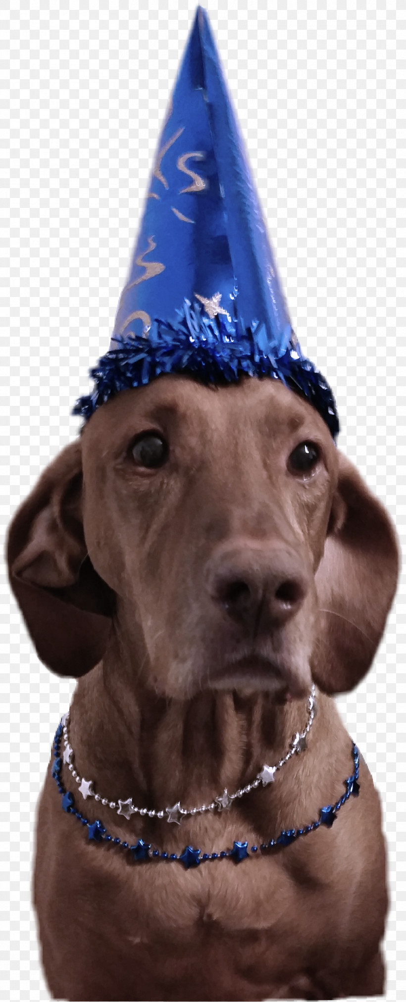 Party Hat, PNG, 884x2182px, Dog, Dog Collar, Great Dane, Hat, Party Hat Download Free