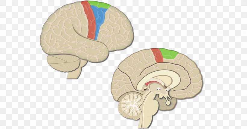 Primary Motor Cortex Cerebral Cortex Premotor Cortex Brain, PNG, 1200x630px, Watercolor, Cartoon, Flower, Frame, Heart Download Free