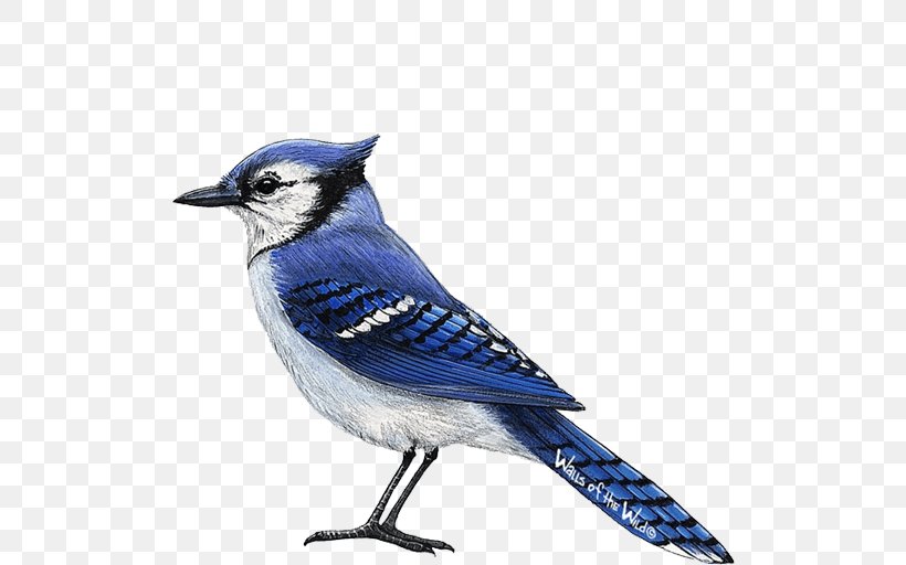 All About Birds Blue Jay Wall Decal, PNG, 512x512px, Bird, All About Birds, Animal, Beak, Bird Nest Download Free