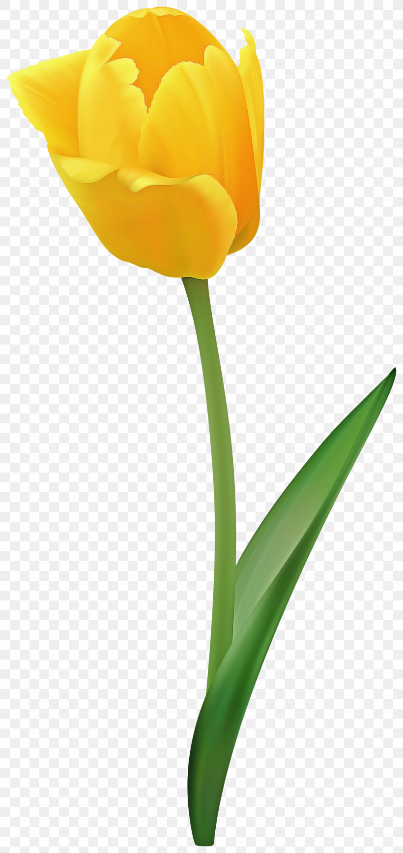 Flower Tulip Yellow Petal Cut Flowers, PNG, 1419x3000px, Flower, Cut Flowers, Pedicel, Petal, Plant Download Free
