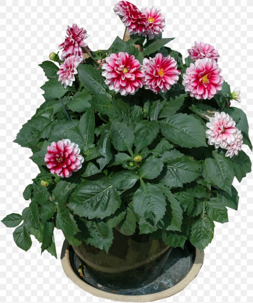 Flowerpot Garden Furniture Houseplant, PNG, 1405x1684px, Flowerpot, Annual Plant, Aster, Chrysanths, Dahlia Download Free