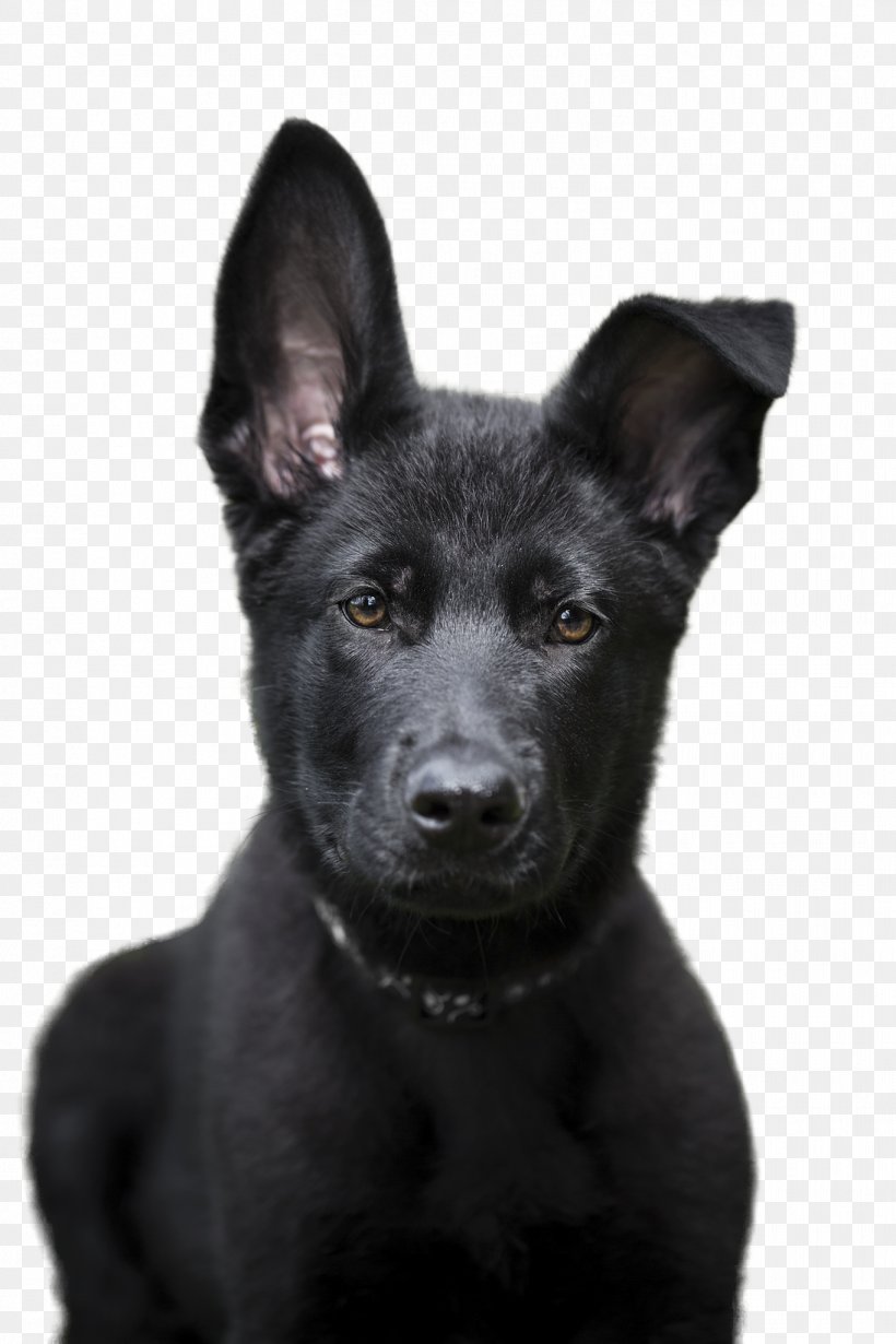 Patterdale Terrier Australian Kelpie Rare Breed (dog) Dog Breed Sporting Group, PNG, 1365x2048px, Patterdale Terrier, Australia, Australian Kelpie, Australians, Breed Download Free