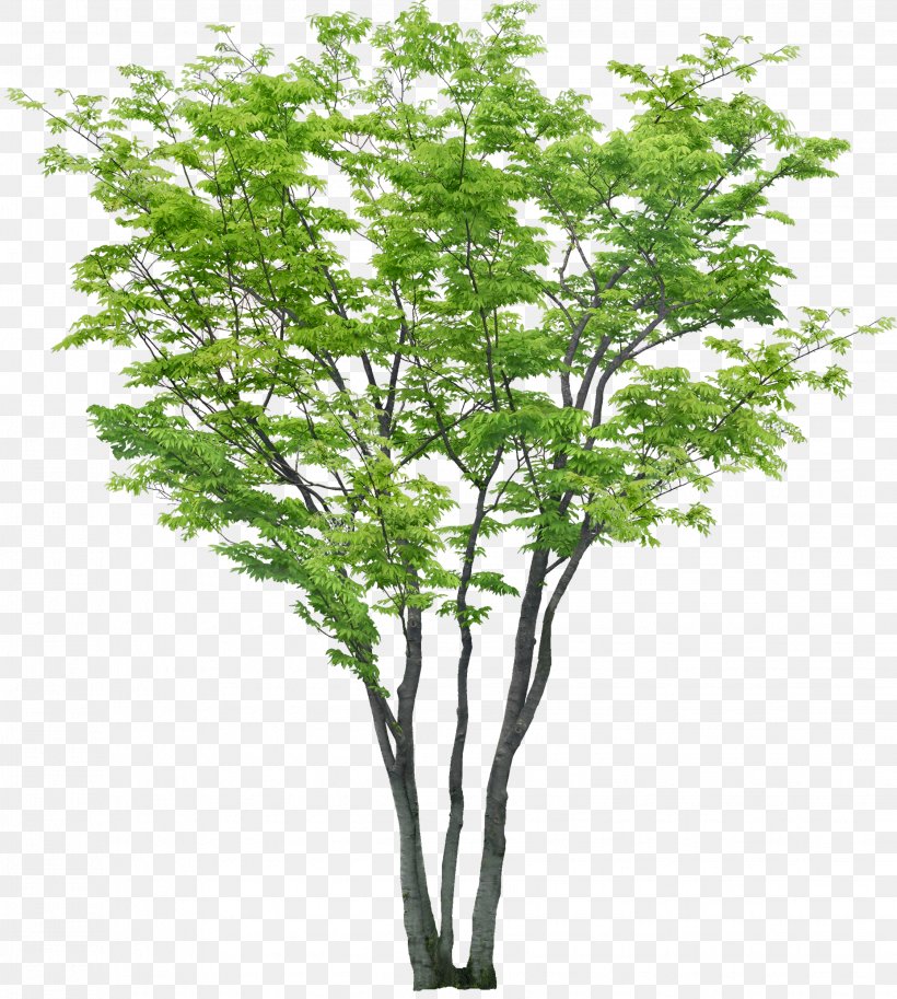 Adobe Photoshop Tree Clip Art Psd, PNG, 2243x2500px, Tree, Architrend Zero, Branch, Drawing, Flower Download Free