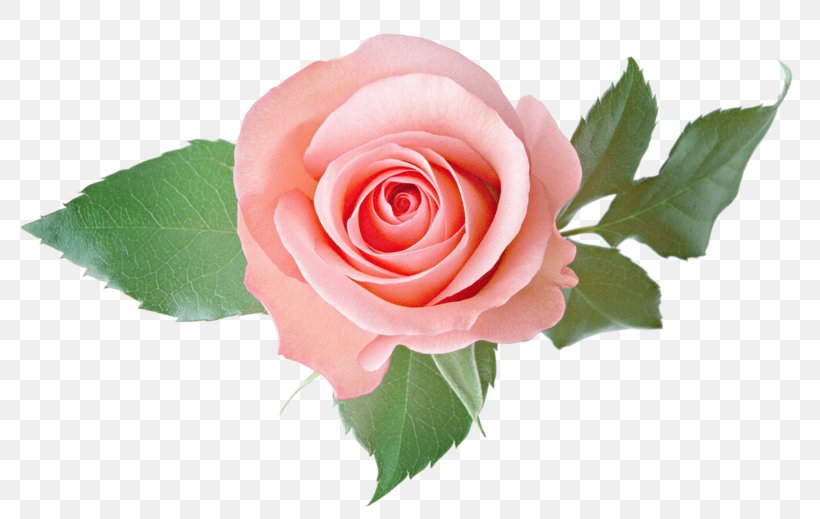 Rose Clip Art, PNG, 800x519px, Rose, Cut Flowers, Directory, Floribunda, Floristry Download Free