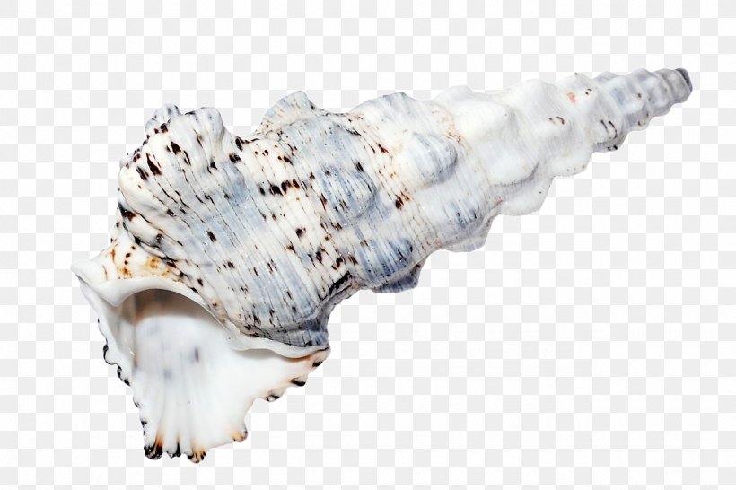 Seashell Shell Beach Sea Snail, PNG, 1280x853px, Seashell, Beach, Conch, Conchology, Invertebrate Download Free