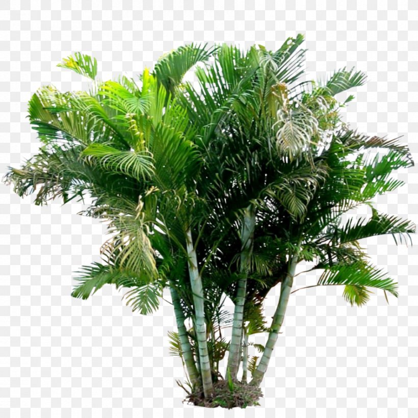 Arecaceae Areca Palm Holsteiner Blut Plant, PNG, 900x900px, Arecaceae, Areca Palm, Arecales, Borassus Flabellifer, Date Palm Download Free