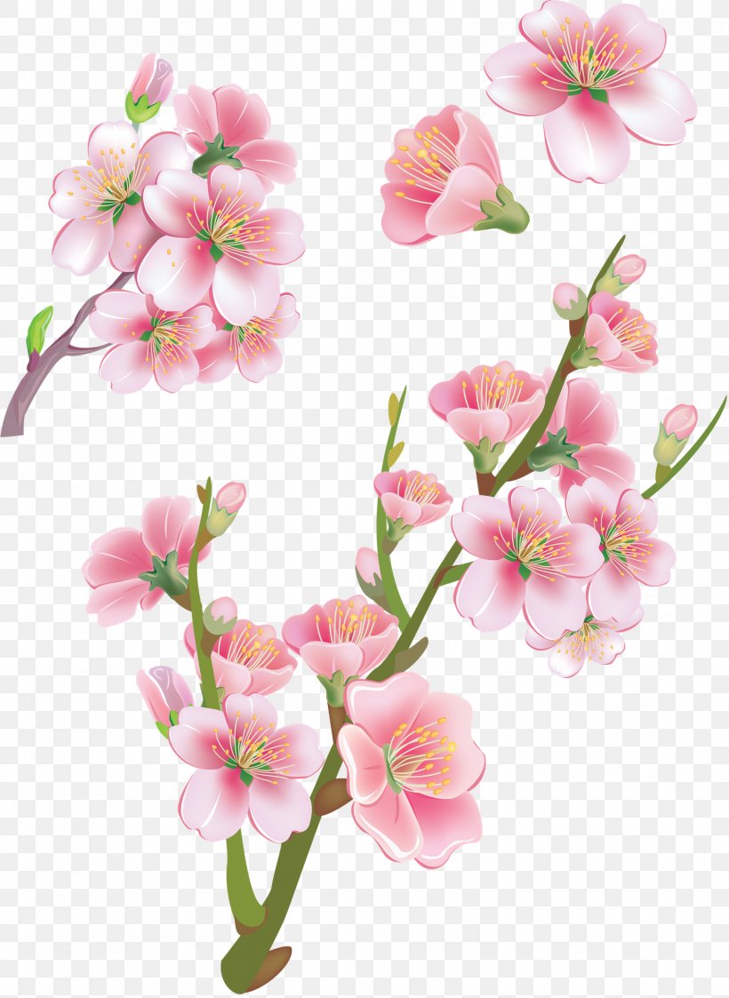 Cherry Blossom Vector Graphics Stock Photography Illustration Royalty-free, PNG, 1600x2192px, Cherry Blossom, Alismatales, Blossom, Branch, Cut Flowers Download Free