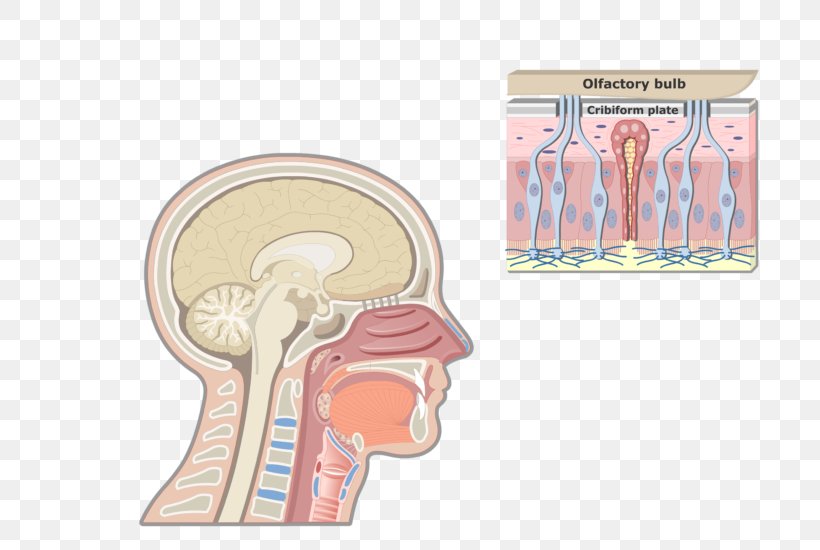 Larynx Anatomy Adam's Apple Pharynx Respiratory System, PNG, 770x550px, Watercolor, Cartoon, Flower, Frame, Heart Download Free