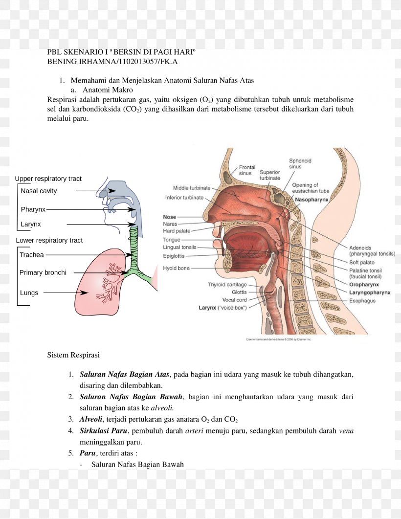 Upper Respiratory Tract Infection Respiratory System Anatomy, PNG, 1700x2200px, Watercolor, Cartoon, Flower, Frame, Heart Download Free