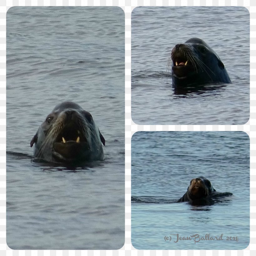 Walrus Fauna Snout, PNG, 1600x1600px, Walrus, Fauna, Snout Download Free