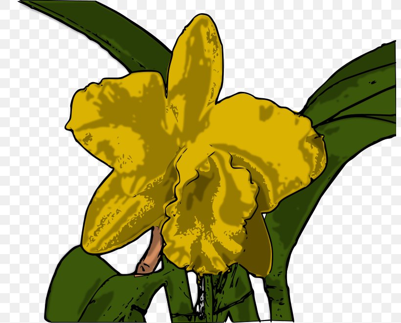 Yellow Cattleya Orchids Clip Art, PNG, 800x661px, Yellow, Amaryllis Family, Art, Artwork, Cattleya Download Free