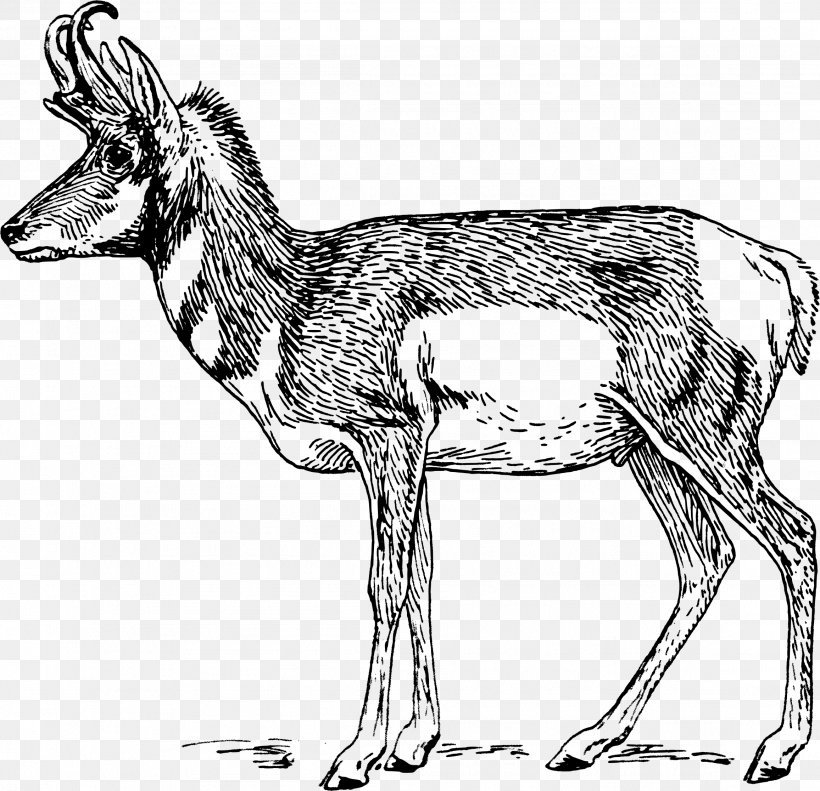 A Pronghorn Antelope A Pronghorn Antelope Drawing Clip Art, PNG, 2313x2234px, Pronghorn, Animal, Animal Figure, Antelope, Artwork Download Free