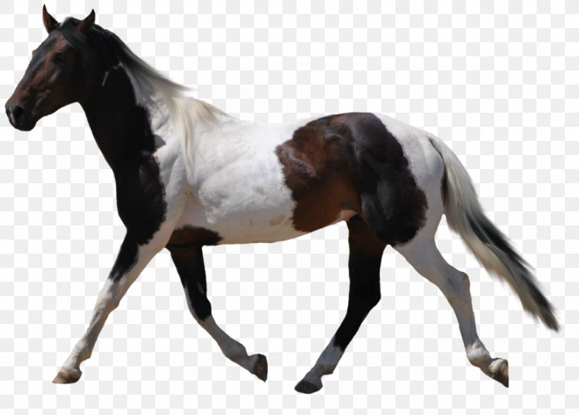 American Paint Horse Desktop Wallpaper Clip Art, PNG, 900x647px, American Paint Horse, Animal Figure, Clipping Path, Colt, Display Resolution Download Free