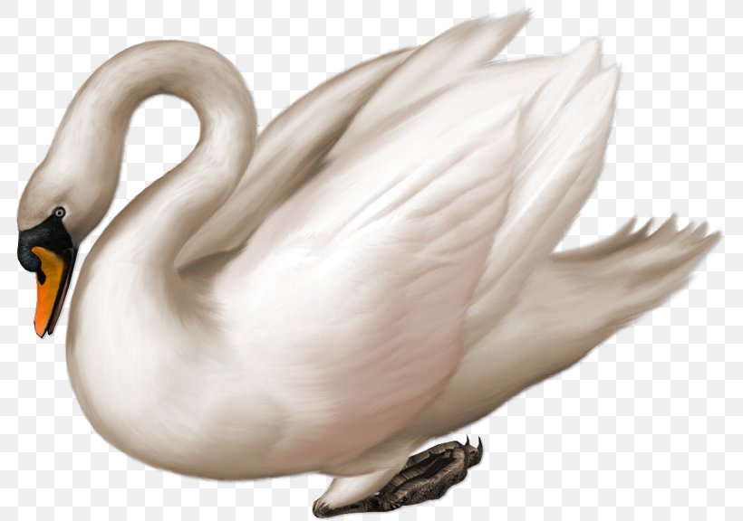 Black Swan Bird Clip Art, PNG, 783x576px, Black Swan, Beak, Bird, Cygnini, Document Download Free