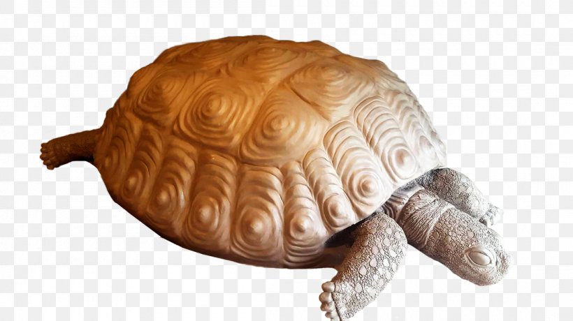 Box Turtle Reptile Tortoise Sea Turtle, PNG, 1100x618px, Turtle, Animal, Box Turtle, Emydidae, Reptile Download Free