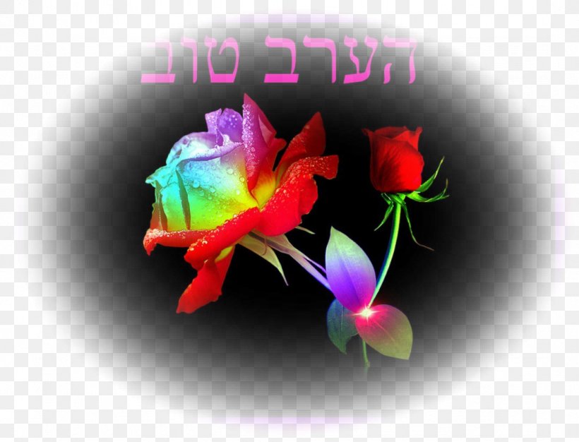 Desktop Wallpaper Image Photograph Flower Rainbow Rose, PNG, 1079x825px, Flower, Flora, Flowering Plant, Garden Roses, Magenta Download Free
