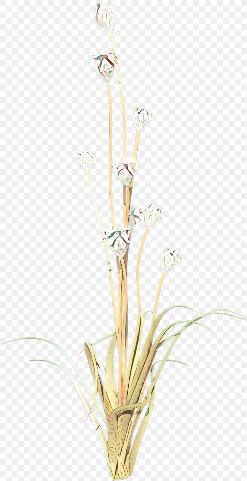 Flowers Background, PNG, 868x1687px, Twig, Alismatales, Cut Flowers, Flower, Grass Download Free