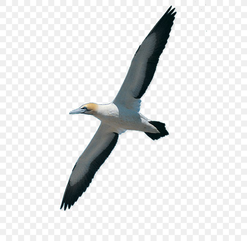 Rock Dove Bird Homing Pigeon Swan Goose Cat, PNG, 800x800px, Rock Dove, Beak, Bird, Cat, Charadriiformes Download Free