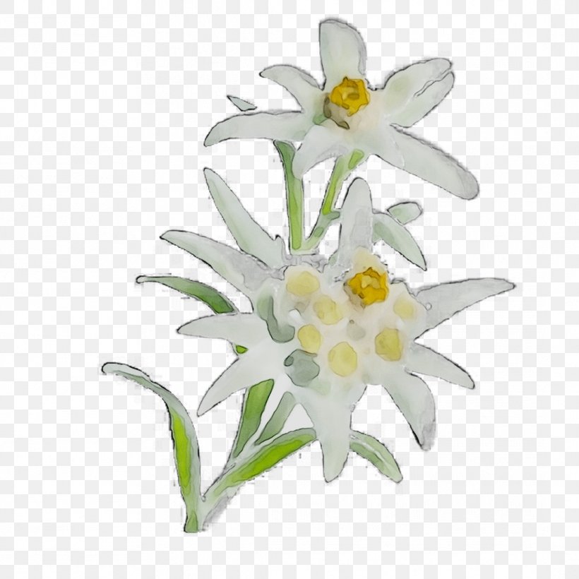 Herbaceous Plant Narcissus Plant Stem CJSC EDELWEISS-M Plants, PNG, 1089x1089px, Herbaceous Plant, Daisy Family, Edelweiss, Flower, Flowering Plant Download Free